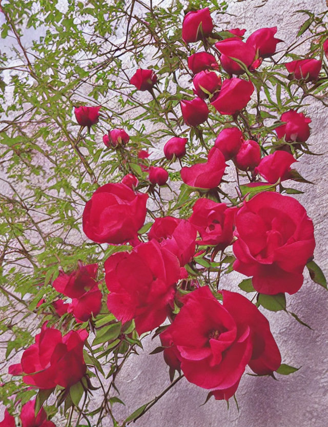 Vibrant red roses against textured gray wall with lush green leaves