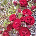 Vibrant red roses against textured gray wall with lush green leaves