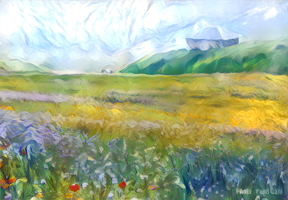 Flower field