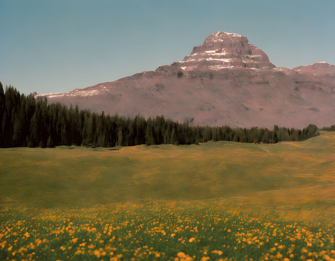 Tranquil landscape with meadow, trees, and snow-capped mountain