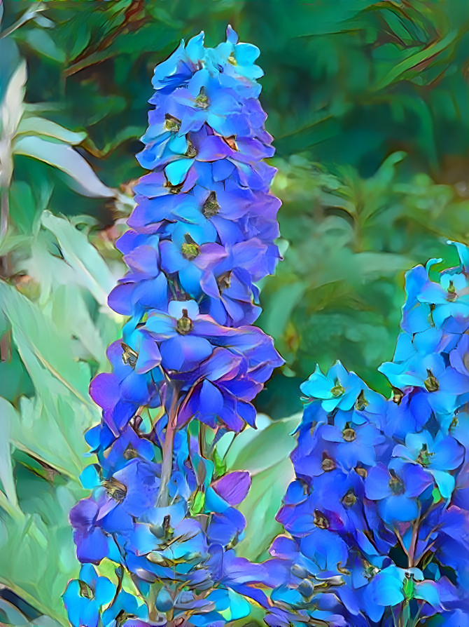 Delphinium