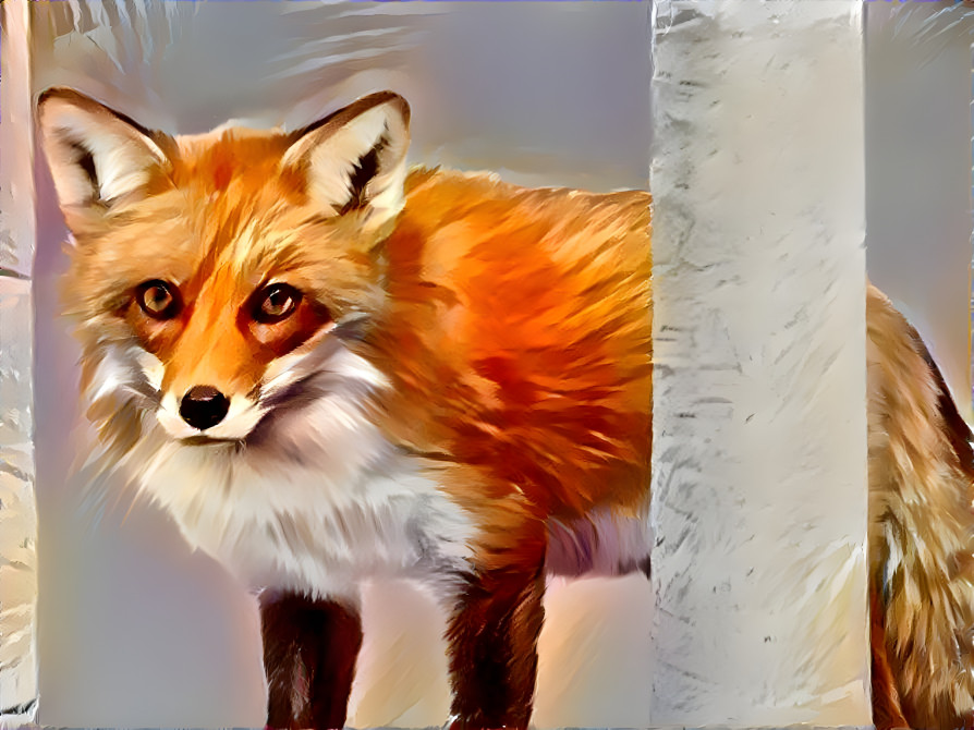 fox