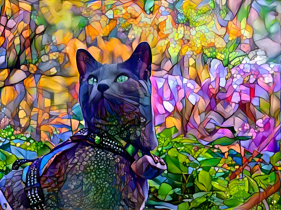 Garden cat