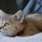 Orange Tabby Kitten with Blue Eyes Watching Butterflies on White Fabric