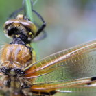 Detailed Dragonfly with Iridescent Eyes and Translucent Wings