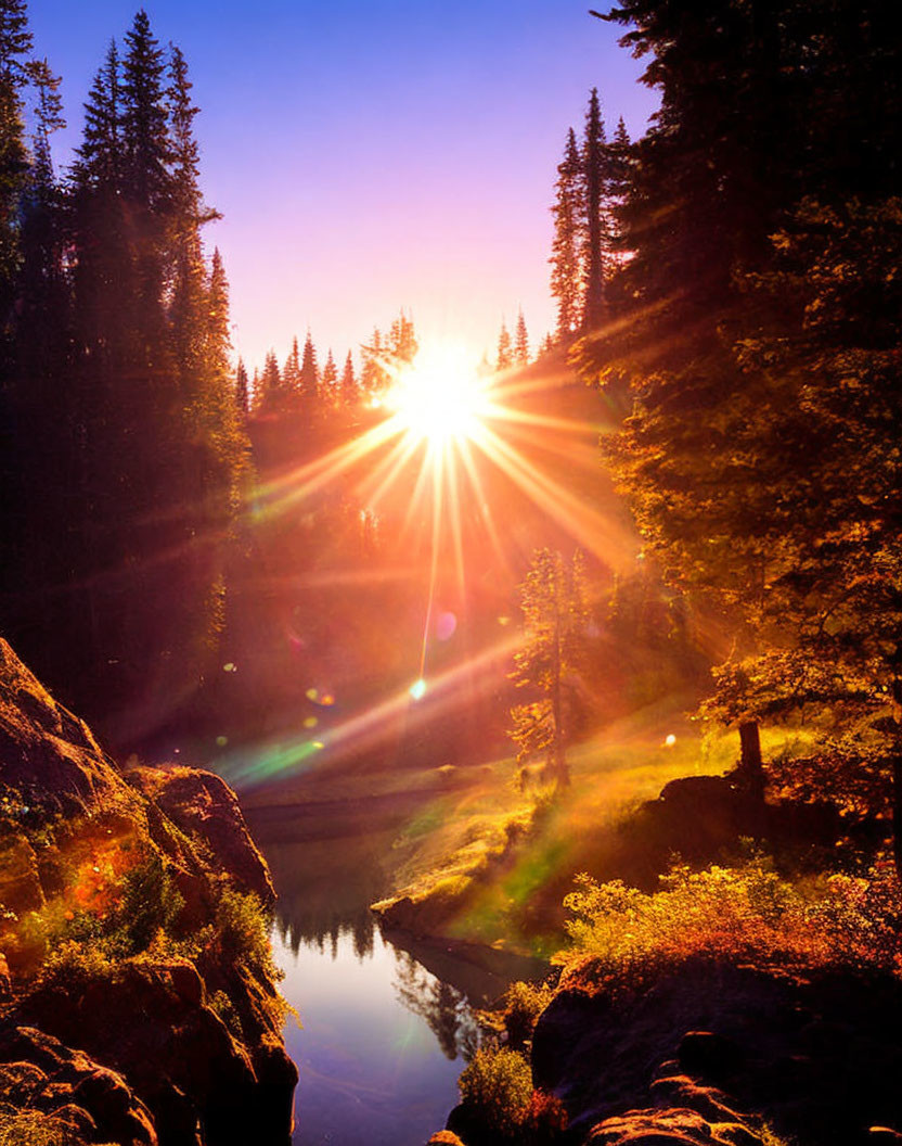 Sunburst through trees beside tranquil forest lake with lens flares