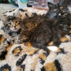 Adorable fluffy kittens with various fur patterns huddle together