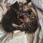 Fluffy Maine Coon kittens with blue eyes and tufted ears on white blanket