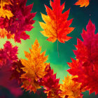 Colorful Autumn Leaves on Dark Background