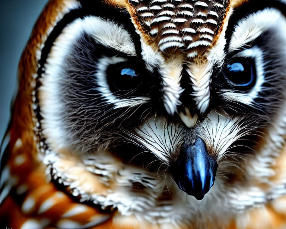 Great Horned Owl with Intense Blue Eyes and Vivid Plumage