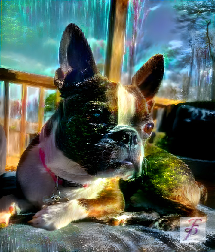 Boston Terrier