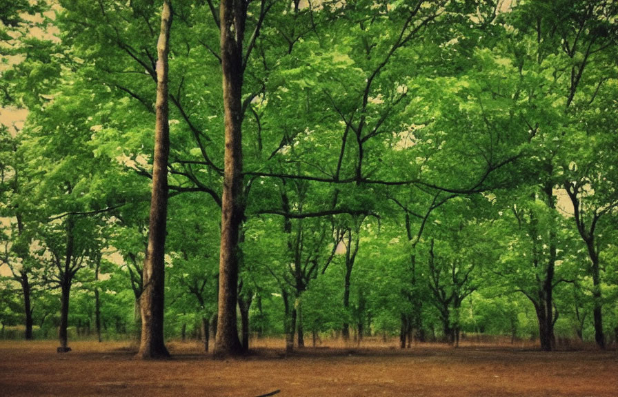 Lush Green Forest Scene with Tall Trees and Thick Foliage