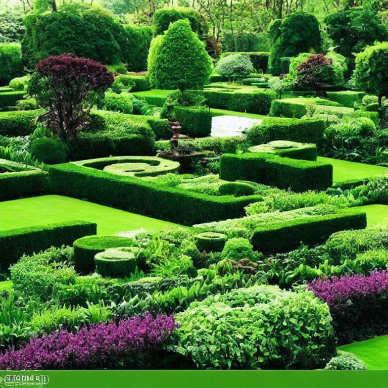 Manicured hedges, topiaries, and purple flowers in lush garden