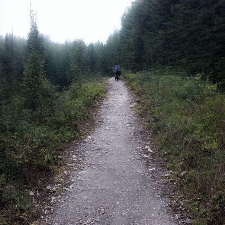 Person walking on misty forest path with tall trees and foggy background