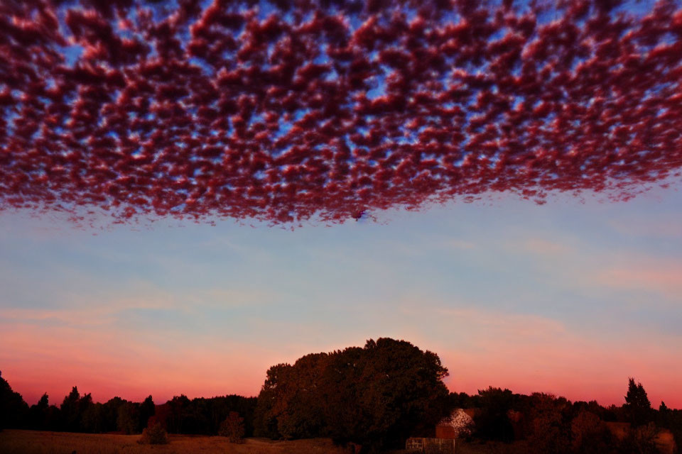 Pink Cumulus Clouds at Sunset Silhouetting Trees