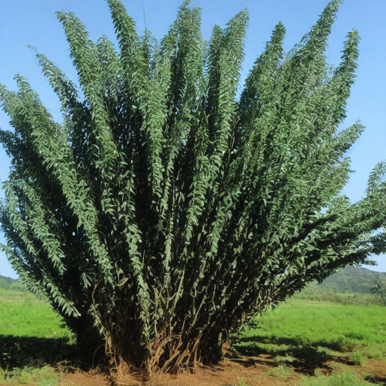 Green multi-stemmed shrub with elongated leaves in grassy field