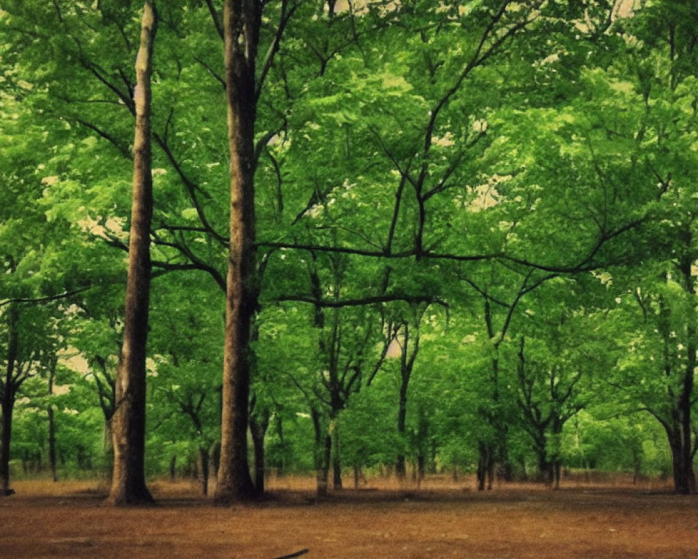 Lush Green Forest Scene with Tall Trees and Thick Foliage