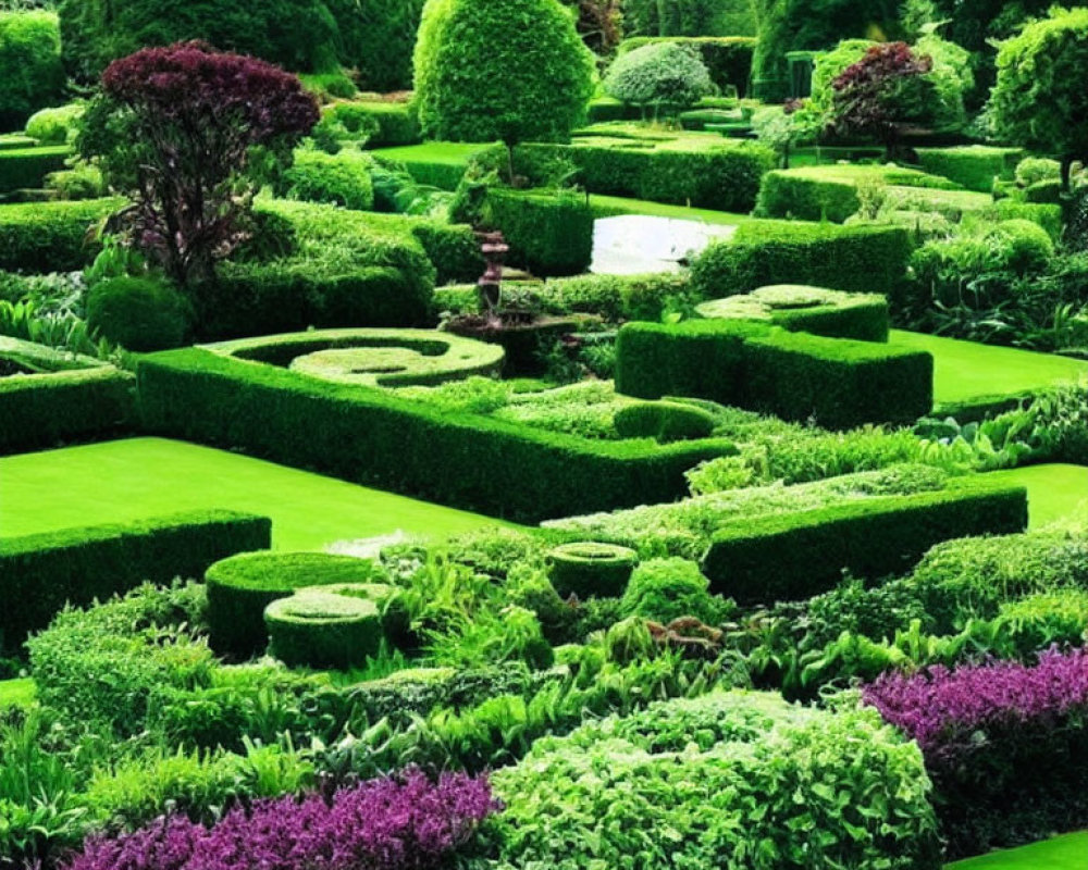 Manicured hedges, topiaries, and purple flowers in lush garden