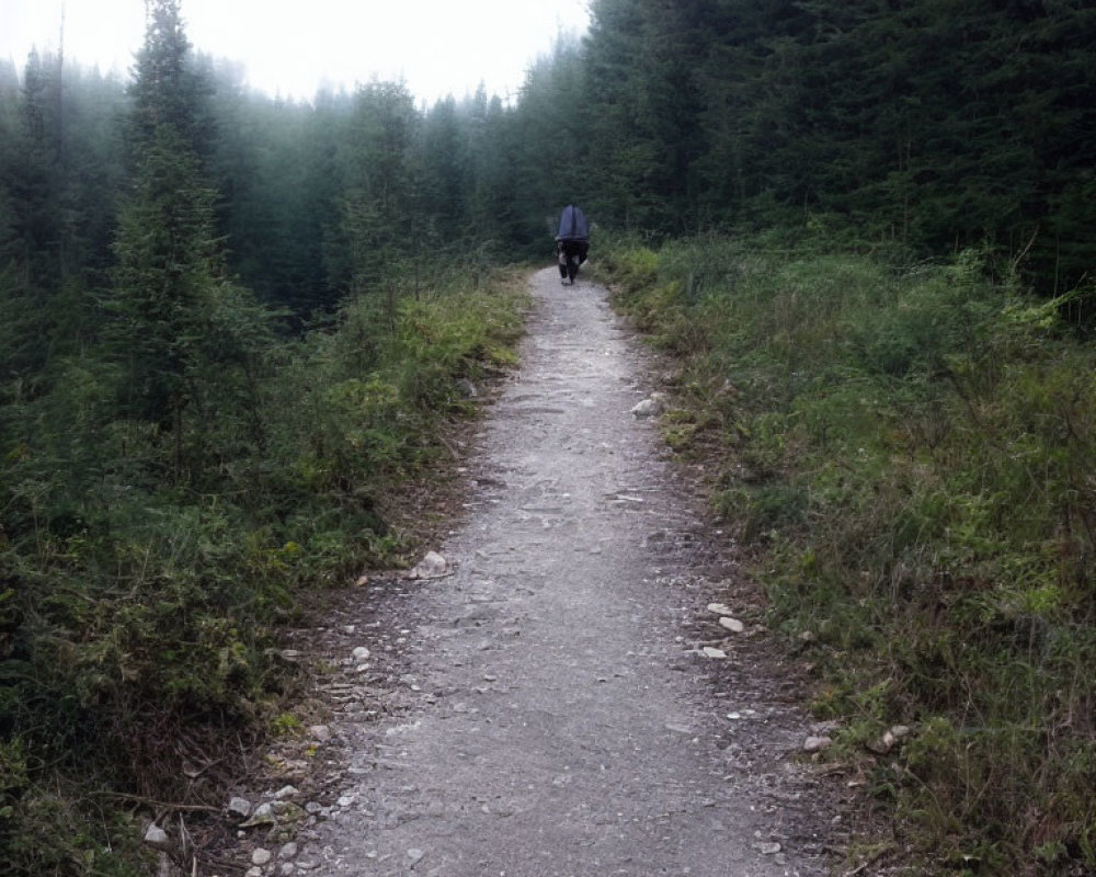 Person walking on misty forest path with tall trees and foggy background