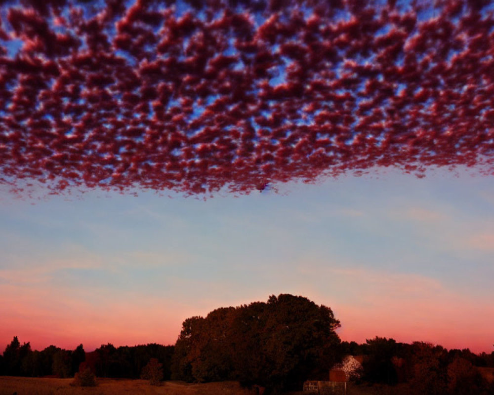 Pink Cumulus Clouds at Sunset Silhouetting Trees