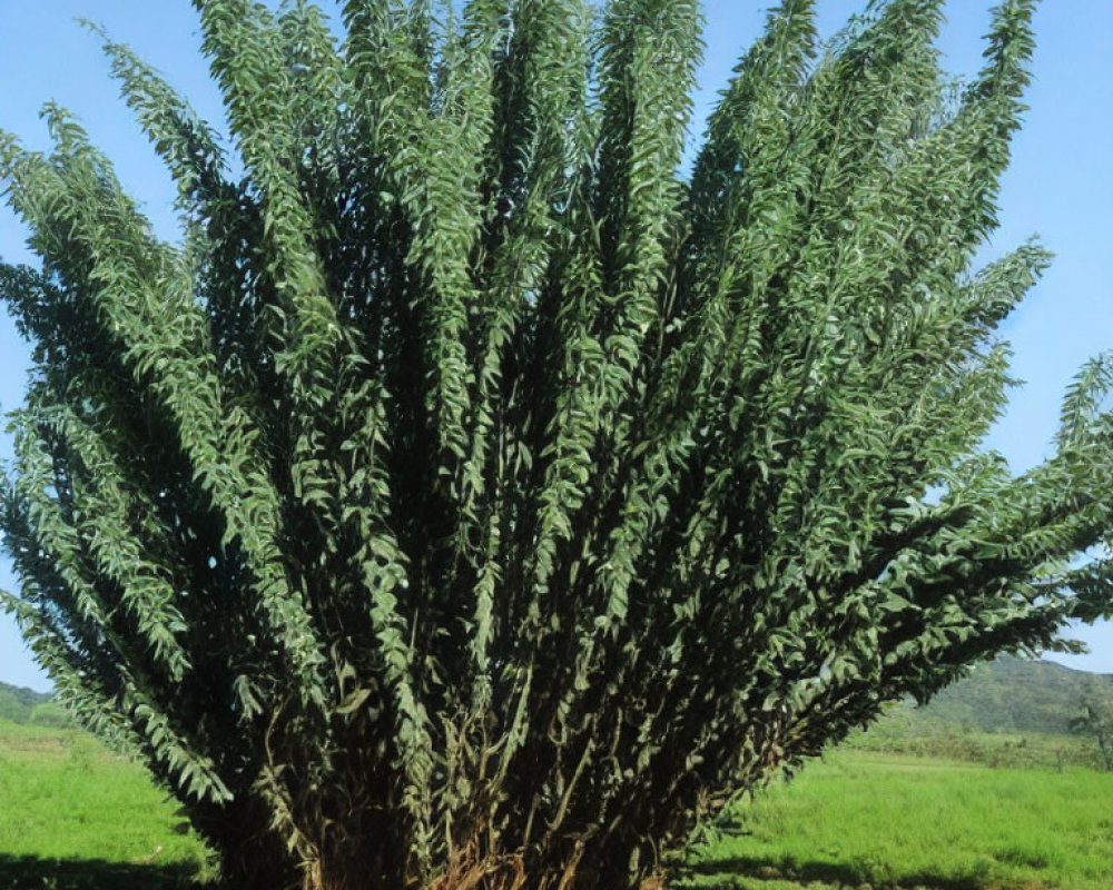 Green multi-stemmed shrub with elongated leaves in grassy field