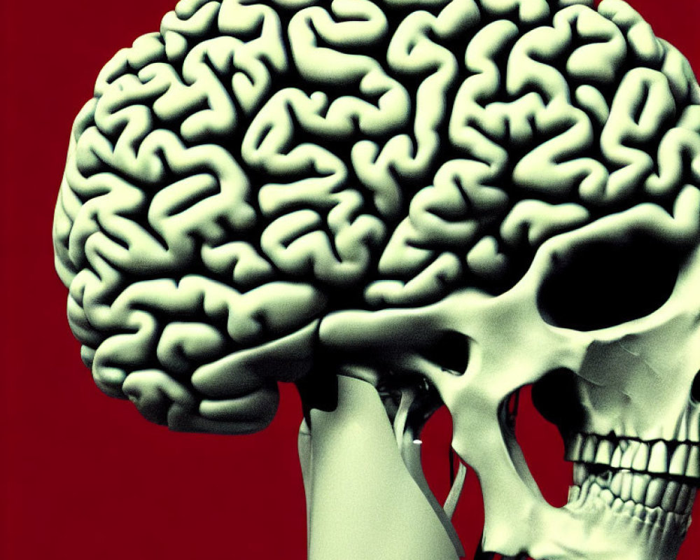 Detailed Human Skull with Exposed Brain on Red Background