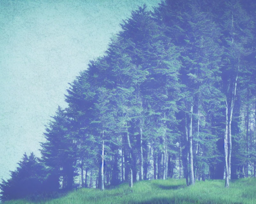 Vintage-toned pine forest with grass foreground and overcast sky.