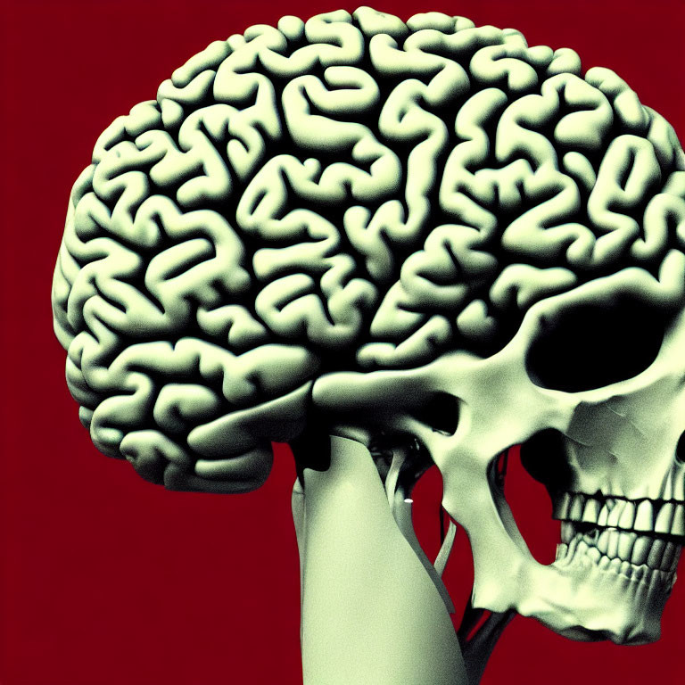 Detailed Human Skull with Exposed Brain on Red Background