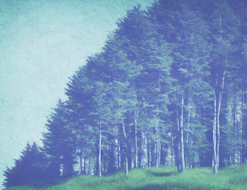 Vintage-toned pine forest with grass foreground and overcast sky.