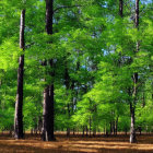 Lush Green Forest Scene with Tall Trees and Thick Foliage