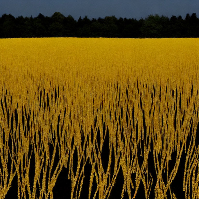 Vibrant yellow rapeseed field with tall stalks and dark treeline under overcast sky