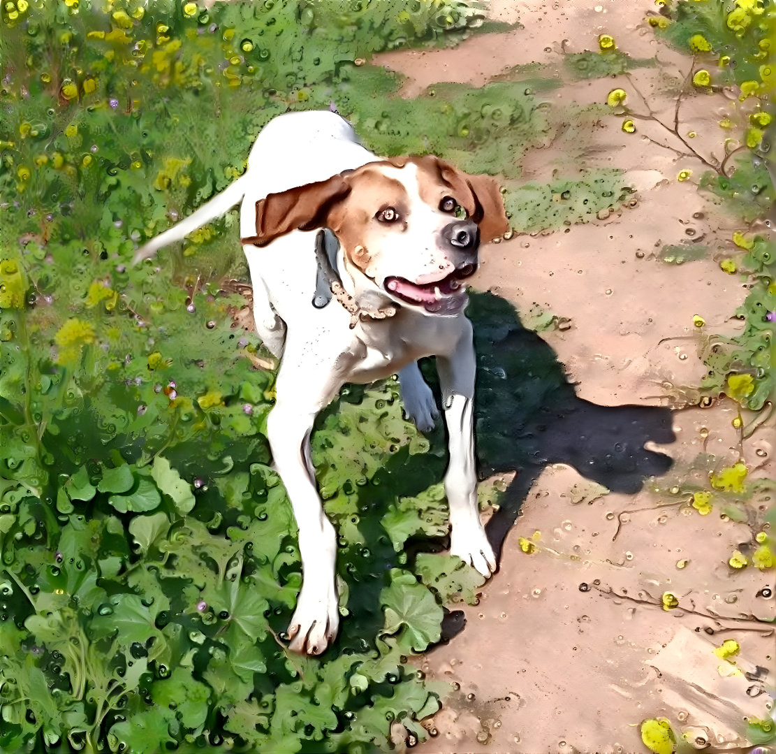 english pointer