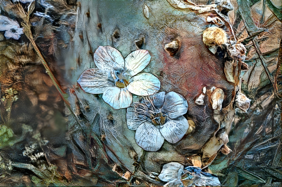 Desert Flowers