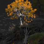 Vibrant orange tree against dark lava-like surface