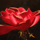 Vibrant red rose with delicate petals on dark background