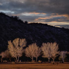 Scenic landscape with trees, mountain, and clouds in golden sunlight