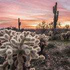 Twilight desert landscape with saguaros and flowering shrubs