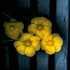 Luminous golden-yellow flowers in digital painting with blue details, greenery, and butterflies on dark