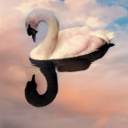 Swan reflected on tranquil water under pastel sky