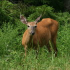 Spotted deer in vibrant meadow with wildflowers