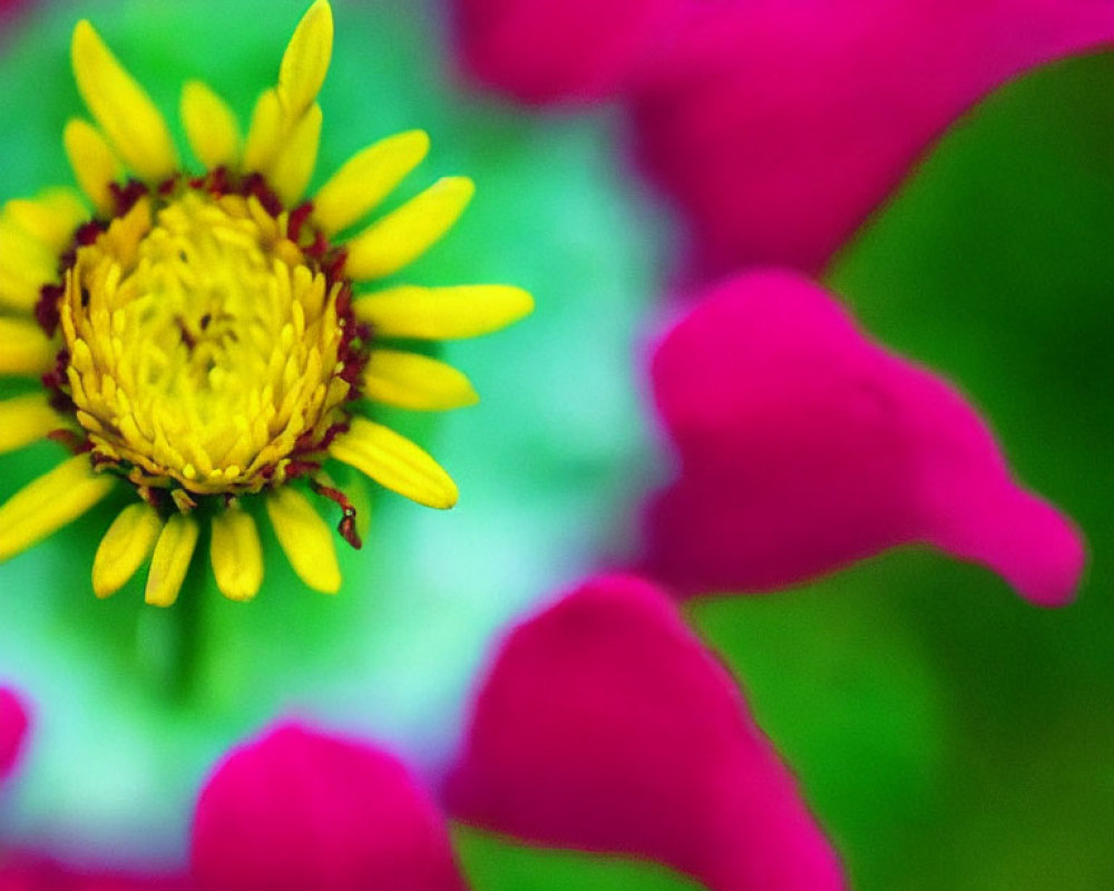 Colorful close-up of yellow and magenta flower on green backdrop