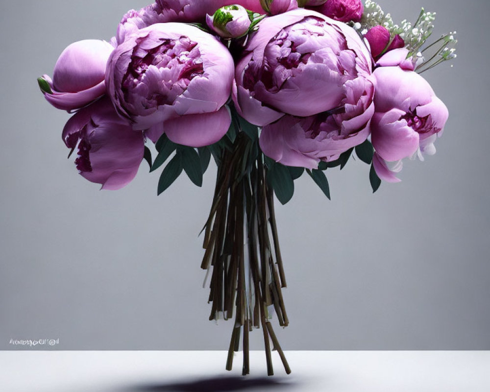 Vibrant Purple Peonies on Grey Background