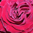 Detailed Close-Up of Vibrant Pink Rose Petals on Green Background