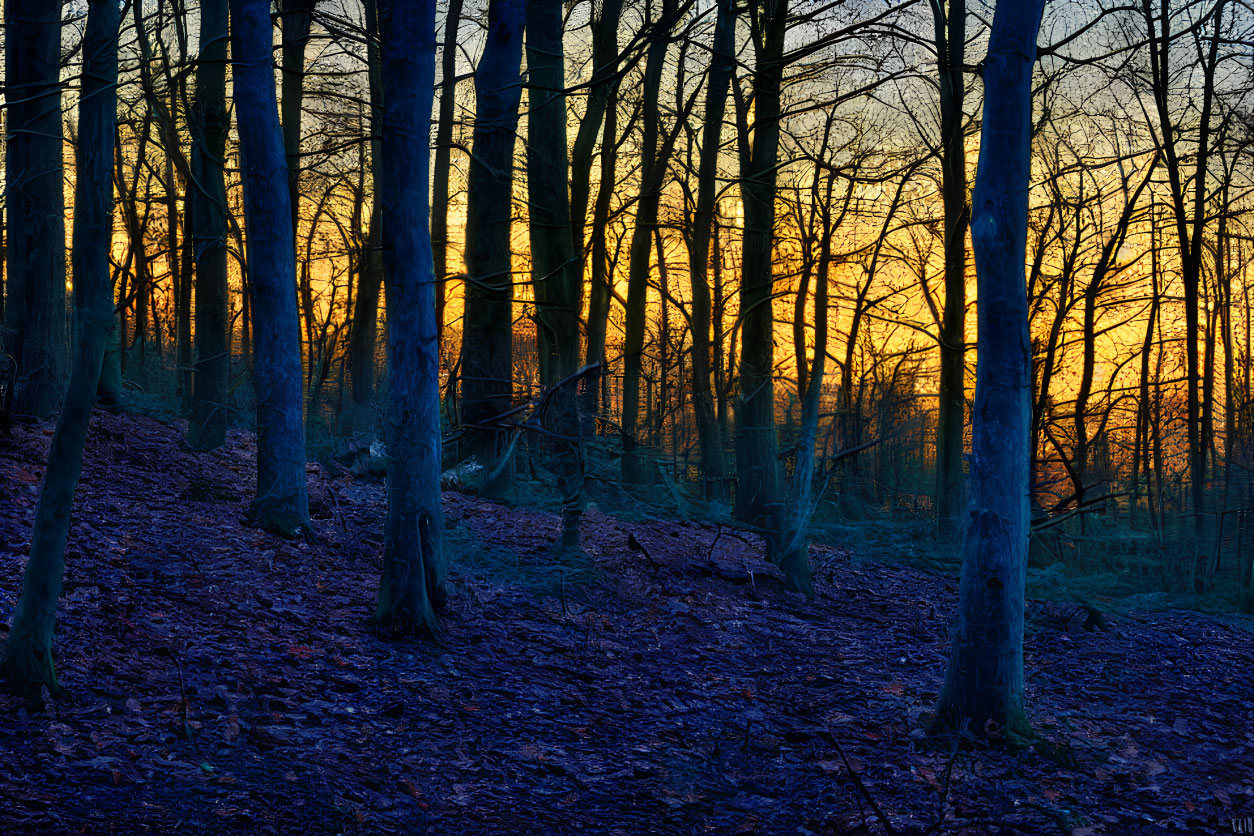 Twilight forest scene with sunlight filtering through bare trees