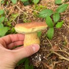 Hand holding red maple leaf over smiling toy elf on toadstool in nature