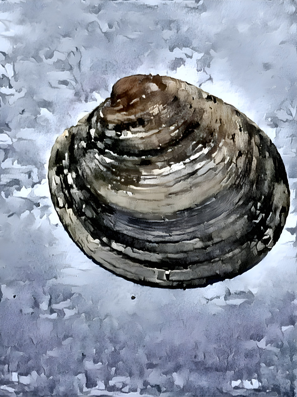 Clam