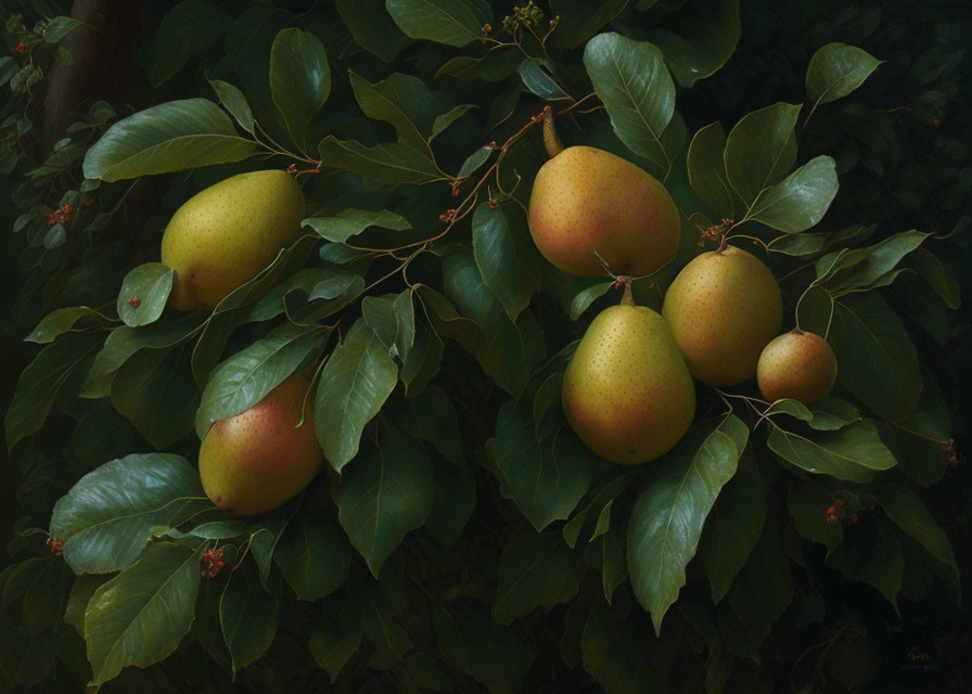 Yellow Pears Hanging Among Green Leaves in Orchard