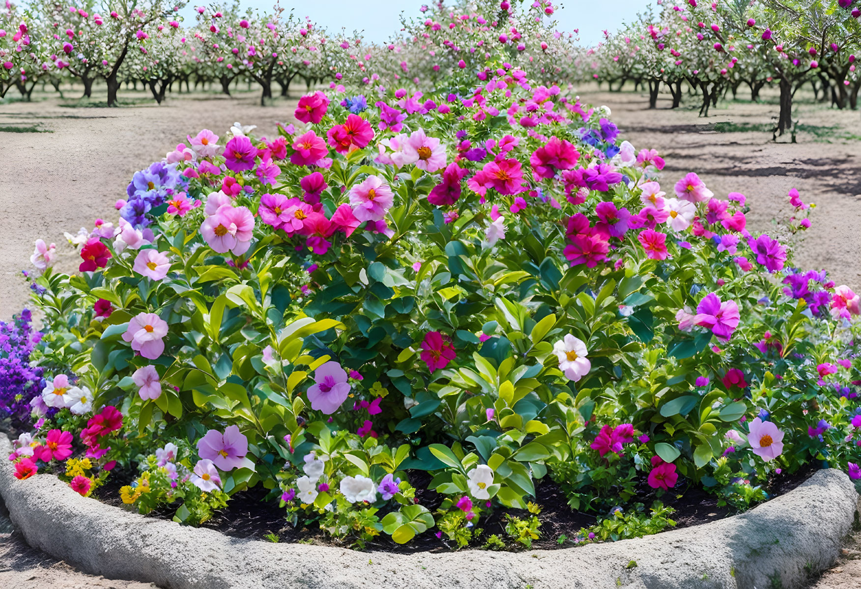 Pink and white blooms in vibrant flower bed with concrete border, blossoming trees under clear sky