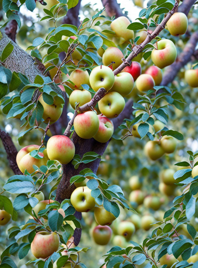 Apple tree with ripe and unripe apples and green leaves