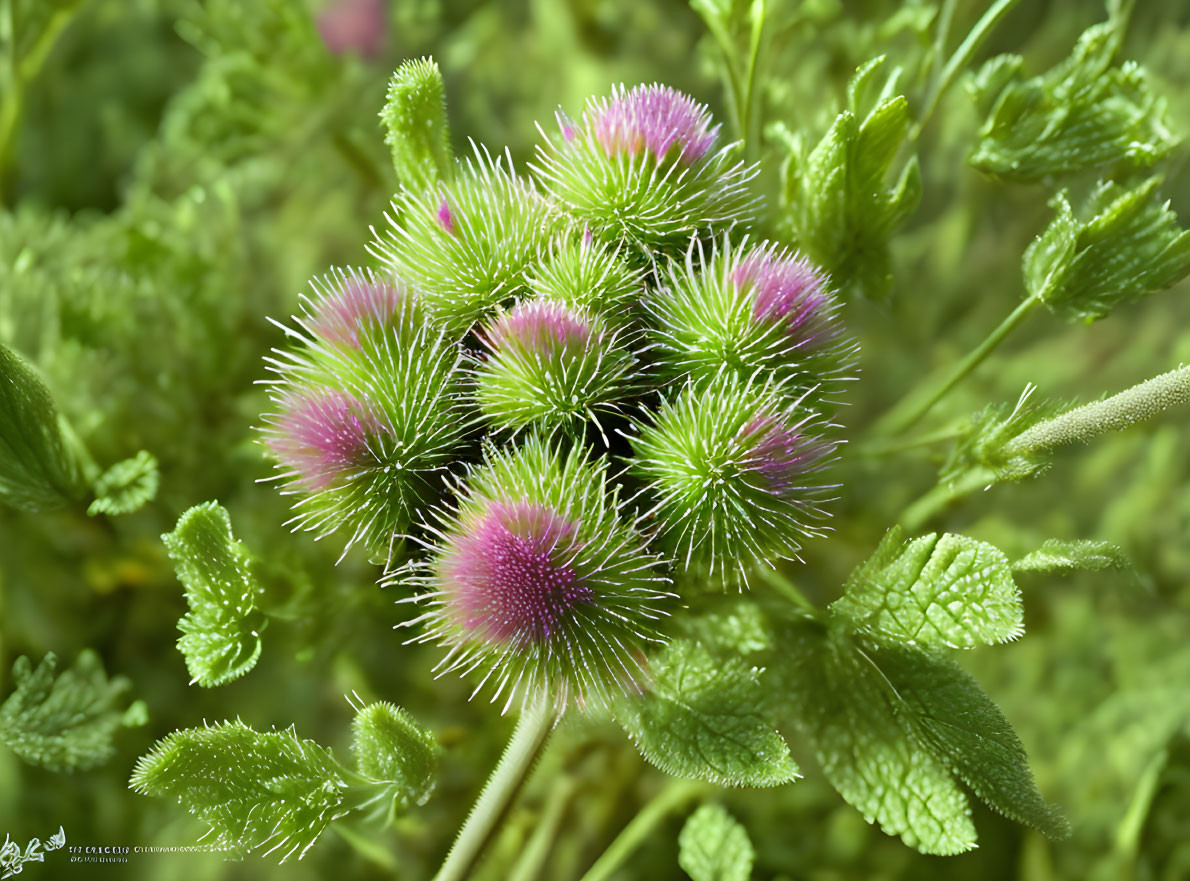 Vibrant Purple Thistle Flowers with Spiny Green Foliage